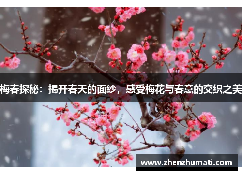 梅春探秘：揭开春天的面纱，感受梅花与春意的交织之美